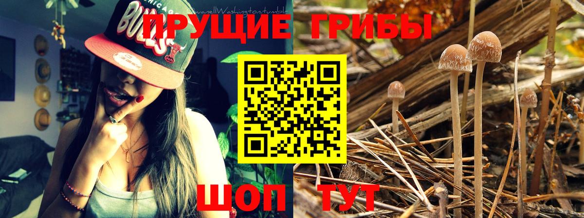 Тихвин  Галлюциногенные грибы ЛСД  наркота  Вход с VPN 